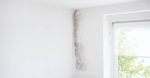 Best Comprehensive Air Testing for Mold Contaminants  in Tripoli, IA