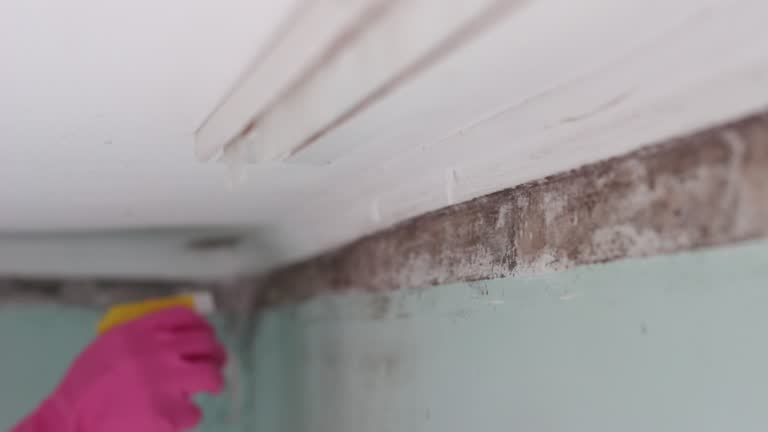Trusted Tripoli, IA Mold Removal Experts